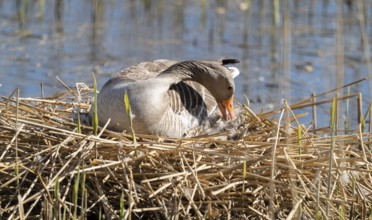 Grey goose (Anser anser) sitting on the nest and breeding, blue water, Lower Saxony, Germany