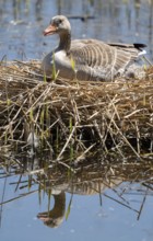 Grey goose (Anser anser) sitting on the nest and breeding, blue water, Lower Saxony, Germany