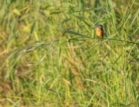 Kingfisher (Alcedo atthis) sits on a reed stalk while hunting a prey, reed (Phragmites australis)