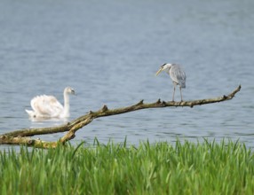 Grey heron (Ardea cinerea) stands on a dead branch on a lake, Lower Saxony, Germany