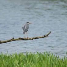 Grey heron (Ardea cinerea) stands on a dead branch on a lake, Lower Saxony, Germany