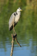 Grey heron (Ardea cinerea) stands on a dead branch at a lake, blue water, Lower Saxony, Germany