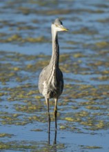 Grey heron (Ardea cinerea) searching for food in the shallow water zone of a lake, blue water,