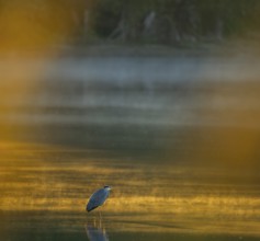 Grey heron (Ardea cinerea) stands in warm, orange morning light in the shallow water zone of a