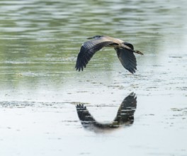 Grey heron (Ardea cinerea) flying over a lake, Lower Saxony, Germany