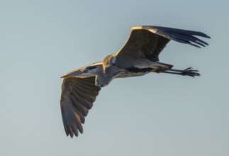 Grey heron (Ardea cinerea) flying, blue sky, Lower Saxony, Germany