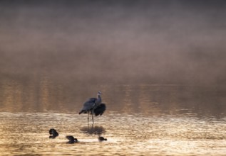 Grey heron (Ardea cinerea) stands in warm morning light in the shallow water zone of a lake, clouds