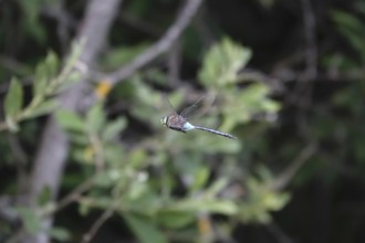 Dragonfly in flight, summer, Germany