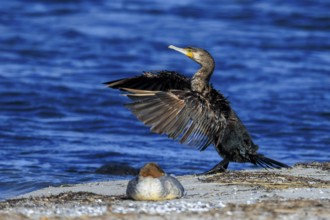 Cormorant with spread wings on the seashore, vivid colors and clear details, cormorant,