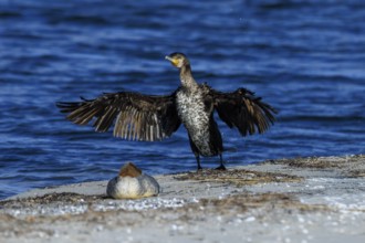 A cormorant spreading its wings on the beach, blue ocean in the background, cormorant,