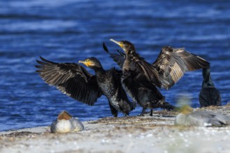 Two cormorants present themselves with spread wings in front of the sea horizon, cormorant,