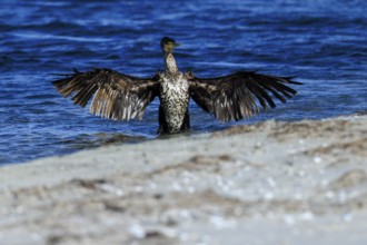 Bird with outstretched wings against a background of water and sand, cormorant (Phalacrocorax