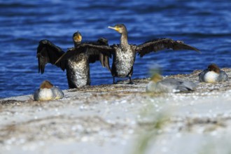 Two cormorants with spread wings surrounded by other birds on the beach, cormorant, (Phalacrocorax