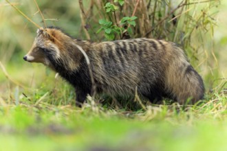 A raccoon dog stands sideways in front of a tree trunk in the grass, raccoon dog, (Nyctereutes