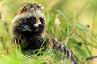 A raccoon dog looks attentively to the side in the midst of green nature, raccoon dog, (Nyctereutes