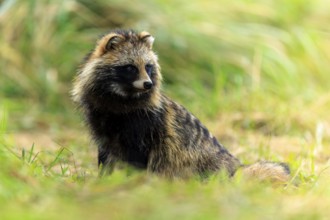 A raccoon dog sits attentively in the grass and looks to the side, raccoon dog, (Nyctereutes