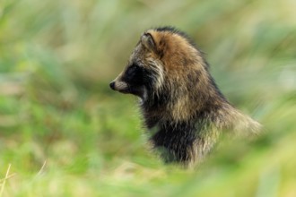 A raccoon dog sits in profile and looks into the distance, raccoon dog, (Nyctereutes procyonoides),