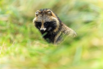 A raccoon dog partly hides in the grass and looks out, raccoon dog, (Nyctereutes procyonoides),