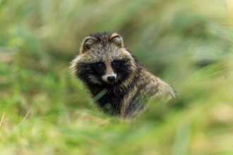 A raccoon dog looks through the grasses and looks alert, raccoon dog, (Nyctereutes procyonoides),