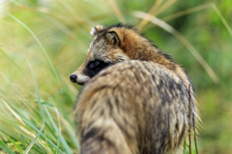 A raccoon dog in side view looking into the green, raccoon dog, (Nyctereutes procyonoides),