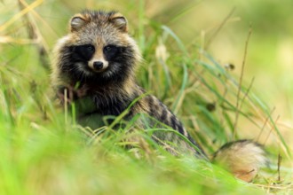 A raccoon dog sits in the grass and looks intently at the camera, raccoon dog, (Nyctereutes