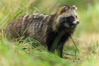 A raccoon dog stands alert in the grass looking into the distance, raccoon dog, (Nyctereutes