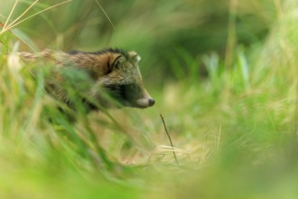 A raccoon dog hides partly in the grass and looks to the side, raccoon dog, (Nyctereutes