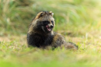 A sitting raccoon dog sticks out its tongue and looks forward, raccoon dog, (Nyctereutes