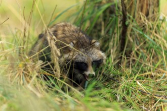 A raccoon dog hides in the grass and looks attentively, raccoon dog, (Nyctereutes procyonoides),
