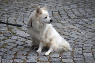 Dog, Pygmy Spitz (Pomeranian) on a leash, Bavaria, Germany