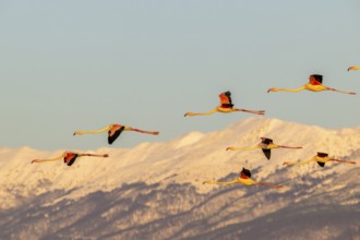 Pink flamingos (Phoenicopterus roseus) in flight in front of snow-covered mountains, Lake Kerkini,