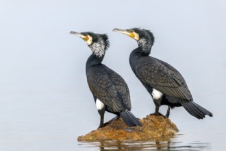 Cormorant (Phalacrocorax carbo), pair in their plumage, on a stone in the lake, Lake Kerkini,