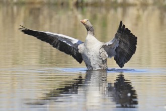 Greylag goose (Anser anser), flapping its wings on a pond, Wagbachniederung nature reserve,