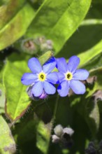 Marsh forget-me-not (Myosotis palustris), true forget-me-not in bloom in spring, close-up,