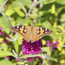 Thistle butterfly (Vanessa cardui) on a Buddleja davidii flower, Wilnsdorf, North Rhine-Westphalia,