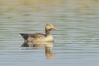 Greylag goose (Anser anser), swimming on a pond, Wagbachniederung nature reserve, Waghäusel,
