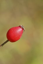 Ripe rosehip fruit of the dog rose (Rosa canina) on a branch, close-up, Wilnsdorf, North