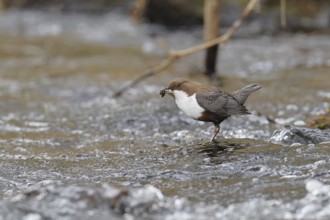 White-throated Dipper (Cinclus cinclus) standing with prey on a stone in the middle of a stream,