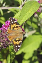 Thistle butterfly (Vanessa cardui) on a Buddleja davidii flower, Wilnsdorf, North Rhine-Westphalia,