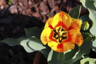 Pistil and stamens in a tulip calyx (Tulipa), tulip flower, red, black and yellow markings,