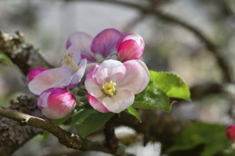 Apple blossoms (Malus), red still closed blossoms and white opened blossom with bokeh in the