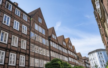 Dog in front of facades of historic brick buildings in Peterstraße, Komponistenviertel, Neustadt,