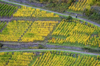 Vineyards in autumn in the central Ahr valley, near Altenahr, Rhineland-Palatinate