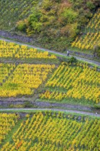 Vineyards in autumn in the central Ahr valley, near Altenahr, Rhineland-Palatinate