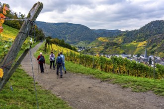 Vineyards in autumn in the middle Ahr valley, near Mayschoß, hiker, red wine hiking trail,