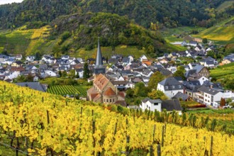 Vineyards in autumn in the central Ahr valley, near Mayschoß, Rhineland-Palatinate
