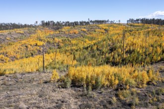 Jacob Lake, Arizona - Aspens show their brilliant fall colors as they revegetate the area burned by