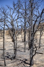 Jacob Lake, Arizona - Burned trees from the White Sage Fire. The wildfire burned 60, 000 acres