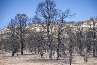 Jacob Lake, Arizona - Burned trees from the White Sage Fire. The wildfire burned 60, 000 acres