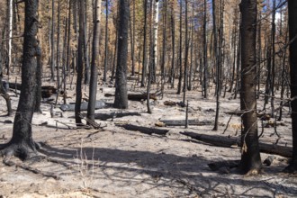 Jacob Lake, Arizona - Burned trees from the Dragon Bravo Fire. The wildfire burned 145, 000 acres